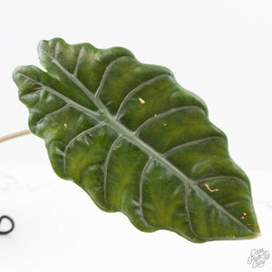 Alocasia Chantrieri Pink Variegated (wk25-K) *Corming Size*