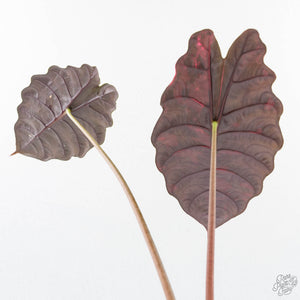Alocasia Chantrieri Pink Variegated (wk25-K) *Corming Size*