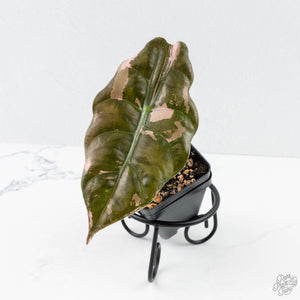 Alocasia Chantrieri Pink Variegated (wk26-B)