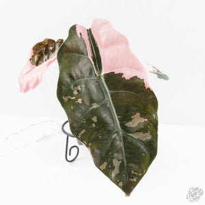 Alocasia Chantrieri Pink Variegated (wk27-J)