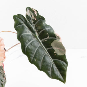 Alocasia Chantrieri Pink Variegated - Mother Plant (wk34-L68)