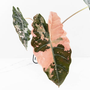 Alocasia Chantrieri Pink Variegated - Mother Plant (wk34-L68)