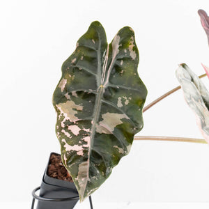 Alocasia Chantrieri Pink Variegated - Mother Plant (wk34-L68)