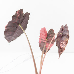 Alocasia Chantrieri Pink Variegated - Mother Plant (wk34-L68)