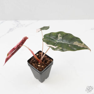 Alocasia Chantrieri Pink Variegated (wk43-L237)
