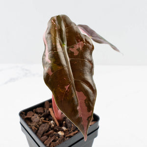 Alocasia Chantrieri Pink Variegated (wk36-L237)