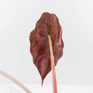 Alocasia Chantrieri Pink Variegated (wk36-L237)