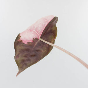 Alocasia Chantrieri Pink Variegated (wk36-L237)