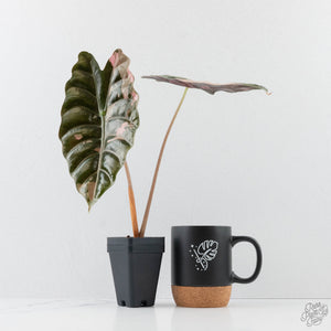 Alocasia Chantrieri Pink Variegated - Corming Size (wk38-L280)