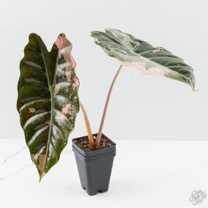 Alocasia Chantrieri Pink Variegated - Corming Size (wk38-L280)