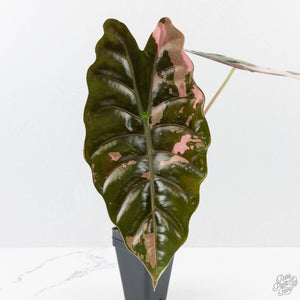 Alocasia Chantrieri Pink Variegated - Corming Size (wk38-L280)