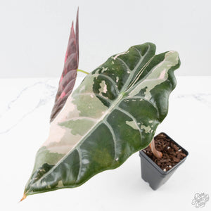 Alocasia Chantrieri Pink Variegated - Corming Size (wk38-L280)