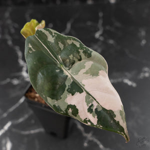 Alocasia Chantrieri Pink Variegated (wk41-L347)