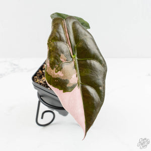 Alocasia Chantrieri Pink Variegated (wk18-M)