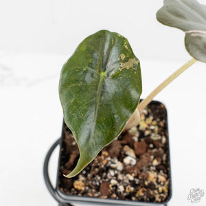 Alocasia Chantrieri Pink Variegated (wk18-M)