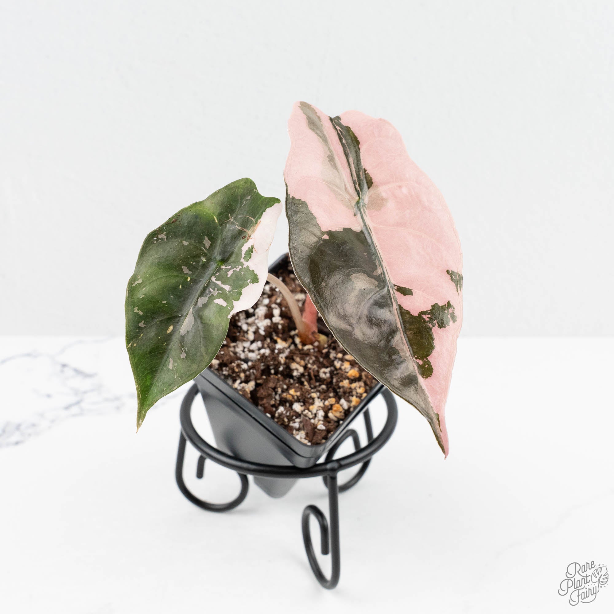 Alocasia Chantrieri Pink Variegated (wk19-UO) – Rare Plant Fairy