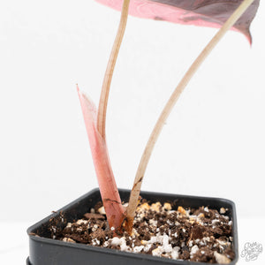 Alocasia Chantrieri Pink Variegated (wk19-UO)