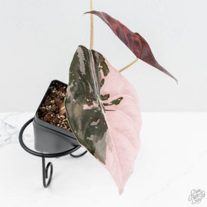 Alocasia Chantrieri Pink Variegated (wk19-UN)