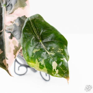 Alocasia Chantrieri Pink Variegated (wk21-F)