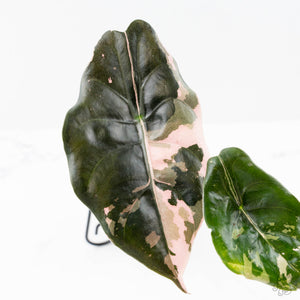 Alocasia Chantrieri Pink Variegated (wk21-F)