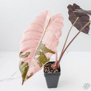Alocasia Chantrieri Pink Variegated (wk22-O) *Corming Size*