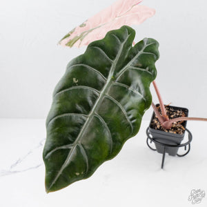 Alocasia Chantrieri Pink Variegated (wk22-O) *Corming Size*