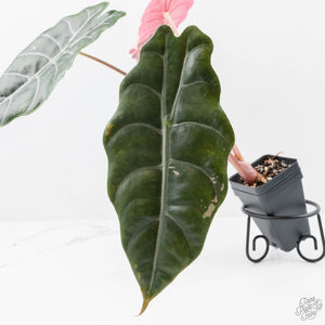 Alocasia Chantrieri Pink Variegated (wk22-O) *Corming Size*