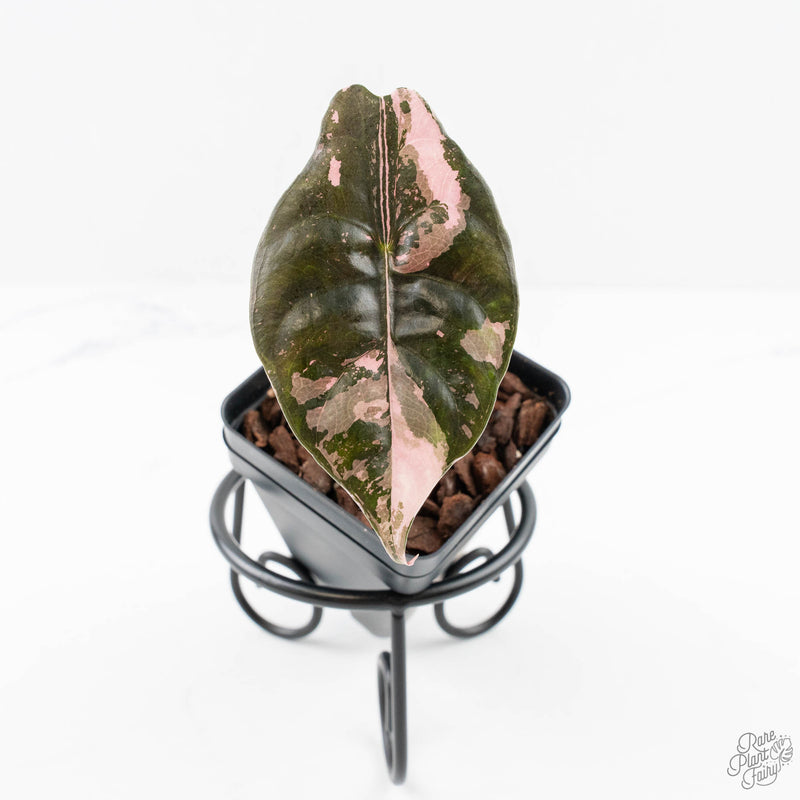 Alocasia Chantrieri Pink Variegated (wk24-B)