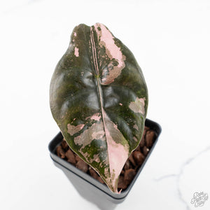 Alocasia Chantrieri Pink Variegated (wk24-B)