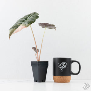 Alocasia Chantrieri Pink Variegated (wk25-B)