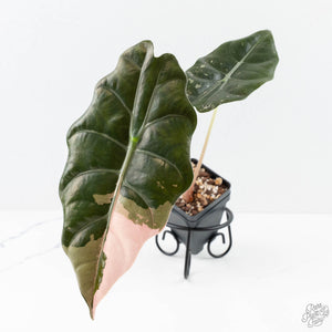Alocasia Chantrieri Pink Variegated (wk25-B)