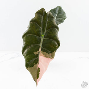 Alocasia Chantrieri Pink Variegated (wk25-B)