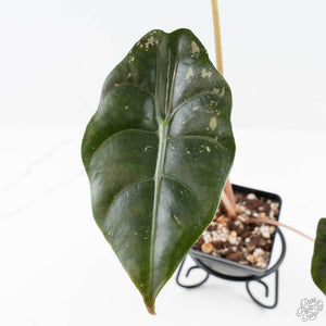 Alocasia Chantrieri Pink Variegated (wk25-B)