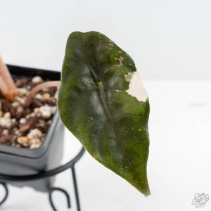 Alocasia Chantrieri Pink Variegated (wk25-B)