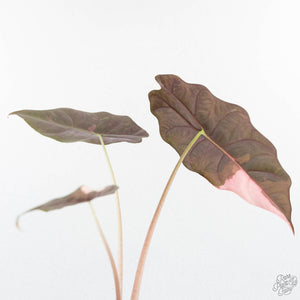 Alocasia Chantrieri Pink Variegated (wk25-B)
