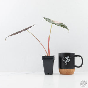 Alocasia Chantrieri Pink Variegated (wk26-D)