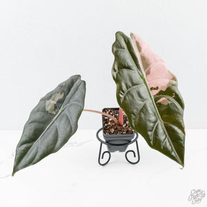 Alocasia Chantrieri Pink Variegated (wk26-D)