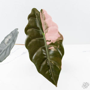Alocasia Chantrieri Pink Variegated (wk26-D)