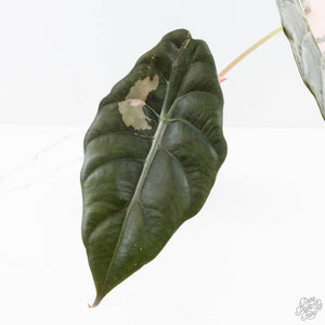 Alocasia Chantrieri Pink Variegated (wk26-D)