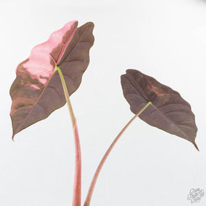 Alocasia Chantrieri Pink Variegated (wk26-D)