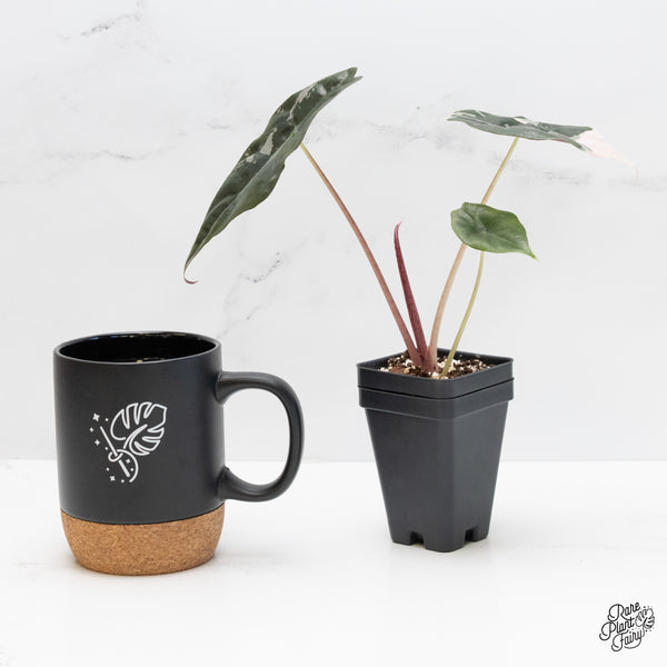 Alocasia Chantrieri Pink Variegated (wk4-M)