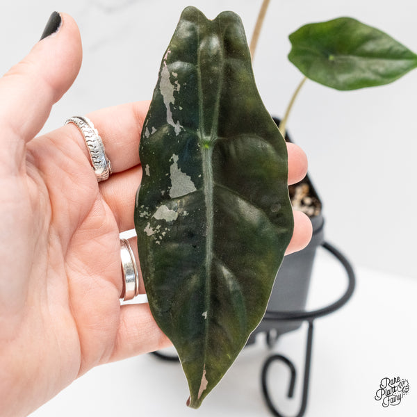 Alocasia Chantrieri Pink Variegated (wk4-M)