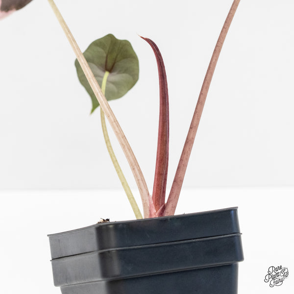 Alocasia Chantrieri Pink Variegated (wk4-M)