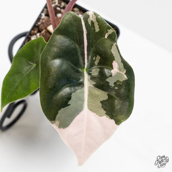 Alocasia Chantrieri Pink Variegated (wk4-M)