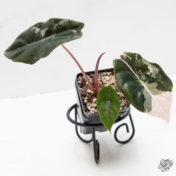 Alocasia Chantrieri Pink Variegated (wk4-M)