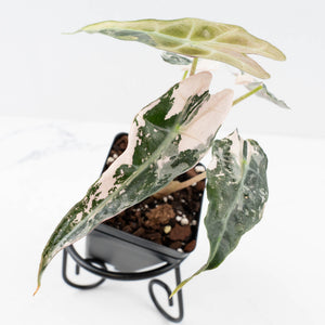 Alocasia 'Comet' Pink Variegated (wk32-UB)