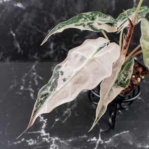 Alocasia 'Comet' Pink Variegated (wk39-U93)