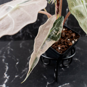 Alocasia 'Comet' Pink Variegated (wk39-U93)