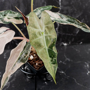Alocasia 'Comet' Pink Variegated (wk39-U93)