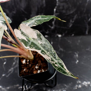 Alocasia 'Comet' Pink Variegated (wk39-U93)